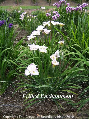 14 Frilled Enchantment